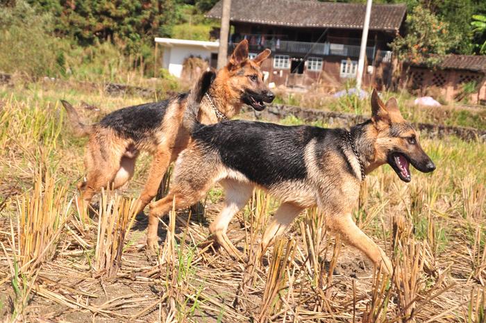 昆明犬的成长之旅，8个月大的独特魅力