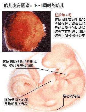 几个月胎儿开始有灵魂，探寻早期胎儿发育的奥秘